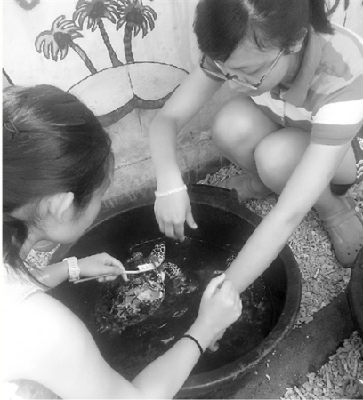 她在照顧海龜 她在照顧海龜