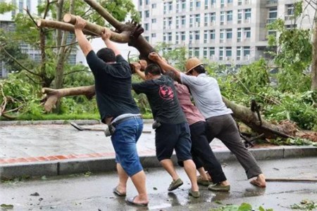 臺(tái)風(fēng)過(guò)后重建校園