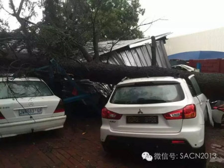 大樹(shù)倒下砸中華人停車場(chǎng)數(shù)部車輛。（南非《華僑新聞報(bào)》）
