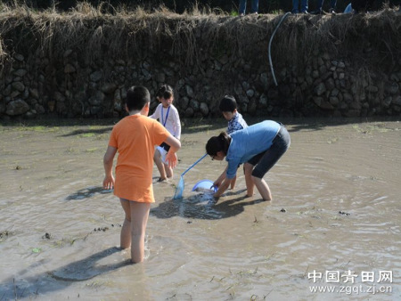 大人小孩齊發(fā)力，一起抓田魚