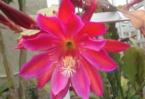 院子里盛開的曇花，此外還有各種玫瑰。(美國(guó)《僑報(bào)》/劉老師提供)