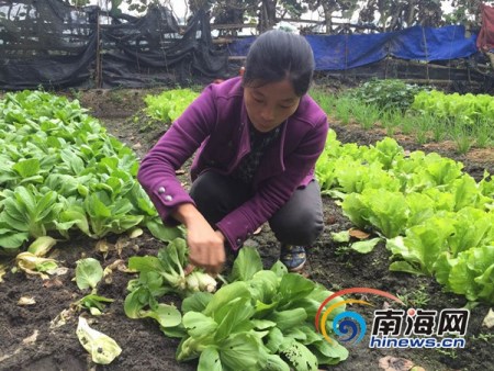 陳云燕在摘菜。南海網(wǎng)記者 高鵬 攝