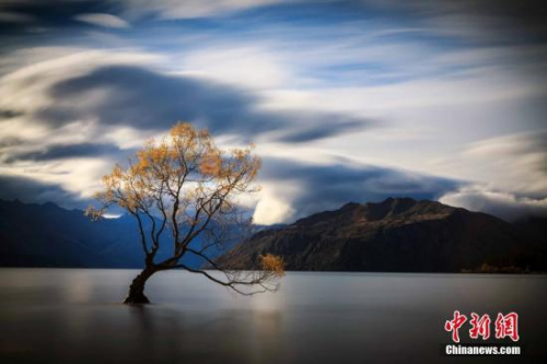 瓦納卡湖Lake Wanaka，新西蘭南島中西部湖泊，為新西蘭第四大湖。位于南阿爾卑斯山東麓，海拔280公尺，面積192平方公里。流域面積2543平方公里，為冰川堰塞湖，最深點可超過300公尺。四面環(huán)山，面積4776平方公里，只有約5000人口住在這里。湖里的樹看似孤獨，卻吸引了全世界人去圍觀。<a target='_blank' >中新社</a>發(fā) 張鐘明 攝