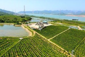 官沖窯遺址現(xiàn)在已經(jīng)變成了農(nóng)田林地。