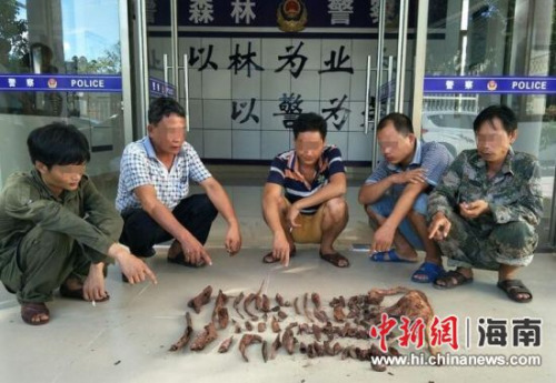 圖為違法行為人陳某英等5人指認(rèn)盜挖的降真香。萬寧市森林公安局供圖