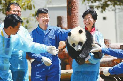林鄭月娥抱起“冰冰”。 中國(guó)大熊貓保護(hù)研究中心供圖