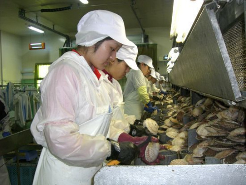 在日中國研修生多從事技術(shù)含量低的勞動密集型產(chǎn)業(yè)(圖片來源于網(wǎng)絡) 在日中國研修生多從事技術(shù)含量低的勞動密集型產(chǎn)業(yè)(圖片來源于網(wǎng)絡)