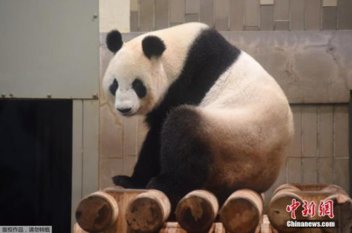當(dāng)?shù)貢r(shí)間2017年6月12日，東京上野動(dòng)物園的雌性大熊貓“真真”產(chǎn)下一只幼崽。上野動(dòng)物園大熊貓產(chǎn)子是5年來第一次，上次得追溯到2012年。（資料圖）