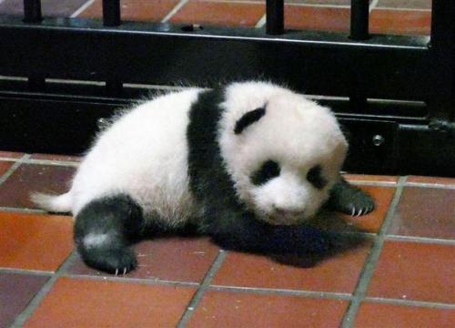 來源：東京動(dòng)物園協(xié)會(huì)。