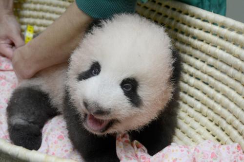 來源:東京動物園協(xié)會 來源:東京動物園協(xié)會