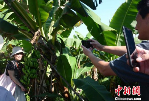 圖為海外華文媒體代表在林語(yǔ)堂文化園“抱著”香蕉合影?！埥鸫?攝