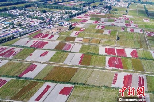 9月20日，航拍新疆博湖縣烏蘭再格森鄉(xiāng)金秋辣椒田，一片豐收美景，如詩如畫?！∧昀?攝