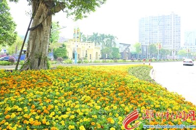 萬(wàn)壽菊花開(kāi)正盛，潮州大道又添一景。