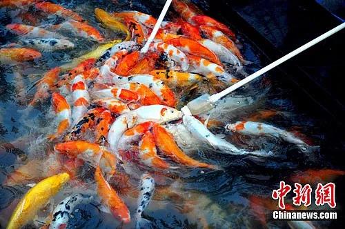 資料圖:錦鯉 資料圖:錦鯉