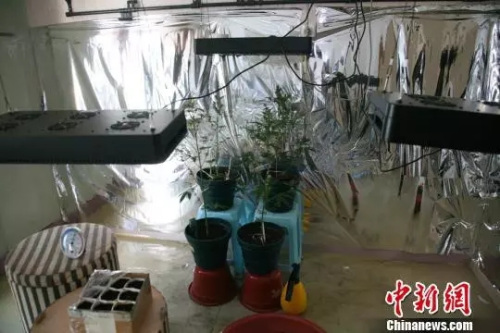 資料圖：在房間里種植大麻。(圖文無關(guān))