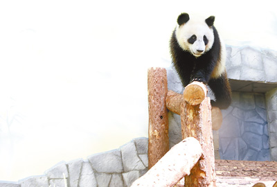 莫斯科動物園內(nèi)，大熊貓“丁丁”在愜意地玩耍。人民日報記者 白 陽攝
