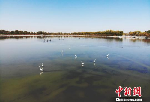 海外華文媒體高層代表參訪甘肅張掖市高臺縣大湖灣?！钇G敏 攝