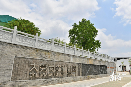 大霧崗森林公園從一個(gè)荒涼小山崗?fù)懽兂蔀楦哳佒倒珗@。南方日?qǐng)?bào)記者 戴嘉信 攝