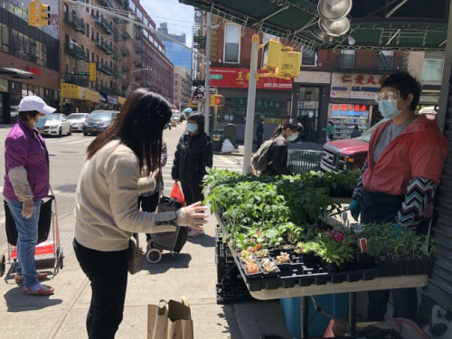 游女士(右)在華埠街頭賣蔬果菜苗，雖然疫情期間行人較少，但生意仍相當(dāng)火熱。(記者顏嘉瑩/攝影)