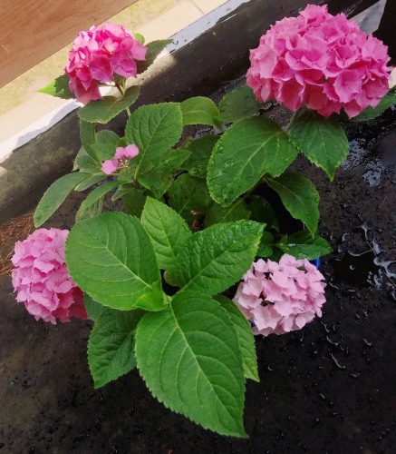 小雨養(yǎng)的繡球花。（受訪者供圖）