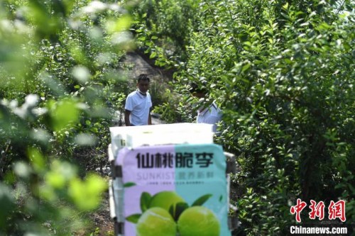 圖為烏牛村的果園。　陳超 攝