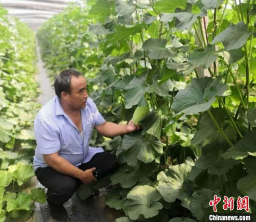 牛忠安來到合作社，查看蔬菜的種植情況。牛忠安供圖
