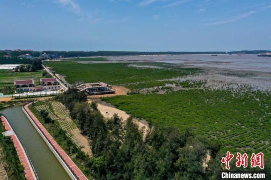 湄洲島植被從38%增加到58%?！×执菏?攝