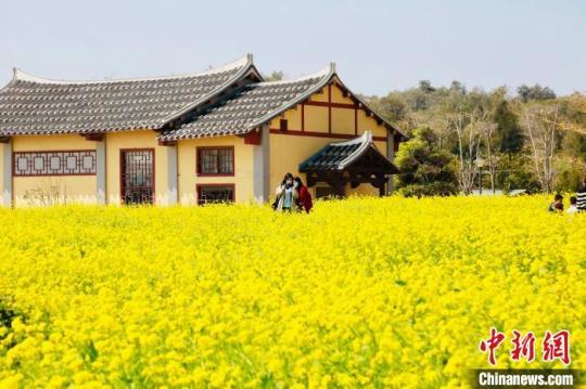 湄洲島上油菜花盛開?！×执菏?攝