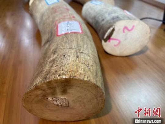 南京海關移交一批罰沒瀕危野生動植物及其制品