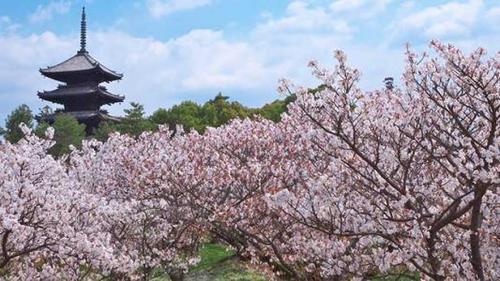 中國(guó)僑網(wǎng)(日本新華僑報(bào)網(wǎng))