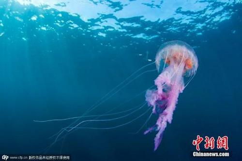 中國僑網資料圖:水母。圖片來源:CFP視覺中國
