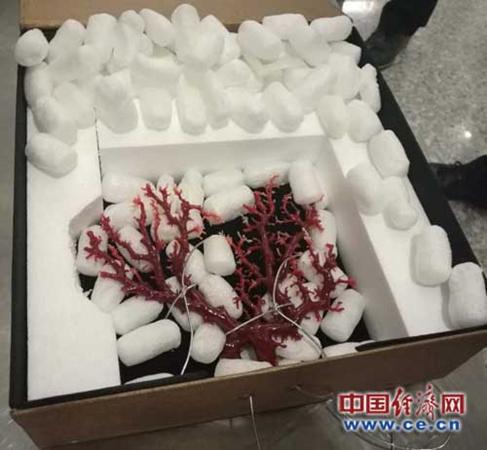 中國僑網(wǎng)