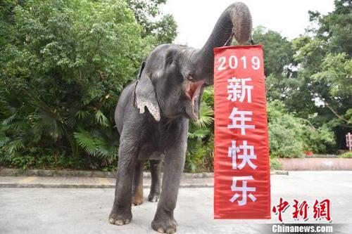 中國(guó)僑網(wǎng)憨態(tài)可掬的大象舉起“2019新年快樂”喜慶條幅 李木生 攝