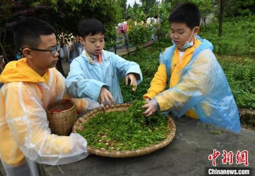 中國僑網(wǎng)圖為兩岸青少年重慶感受中國茶文化。周毅 攝
