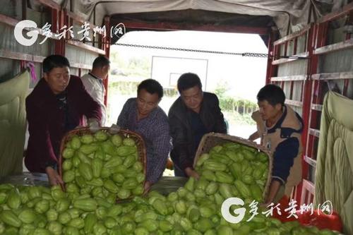 中國(guó)僑網(wǎng)李裕榮(右二)在好花紅鎮(zhèn)弄苑村幫助村民收購(gòu)佛手瓜