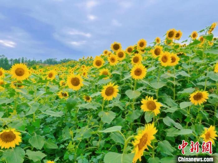 初夏時節(jié)，四川自貢榮縣保華鎮(zhèn)近千畝油葵花競相綻放。放眼望去，一片片金燦燦的油葵花田，描繪出一幅絕美的田園風(fēng)光圖景。圖為成片的油葵花盛開。榮縣融媒體中心供圖　榮縣融媒體中心供圖