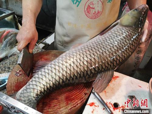 南海伏季休漁期間廣東臺(tái)山淡水魚爭“鮮”上桌