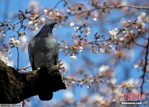 中國(guó)僑網(wǎng)(中新網(wǎng)資料圖)