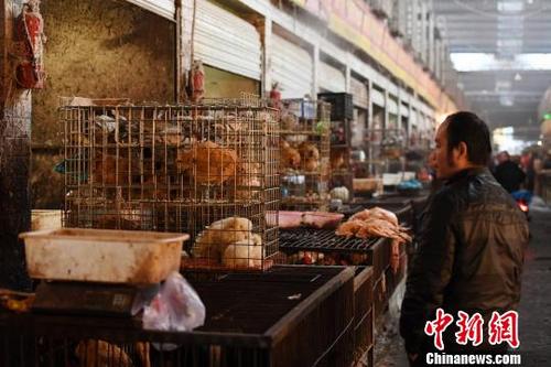 中國僑網(wǎng)資料圖:一位市民正在選購家禽。楊華峰 攝