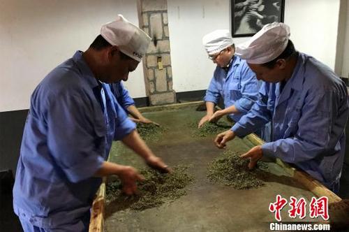 中國(guó)僑網(wǎng)制茶者只能用手在茶葉間揉搓 董曉斌 攝